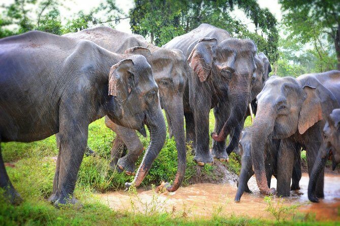 Exclusive 3-Hour Private Jeep Safari at Udawalawe National Park - Who Should Consider This Tour?