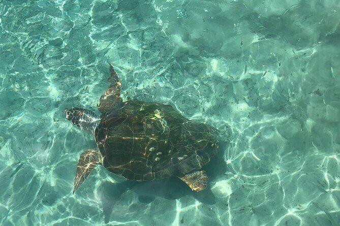 Exclusive 4 -Hour Private nature Tour: West Curacao's Best - The Sum Up: Is This Tour Right for You?
