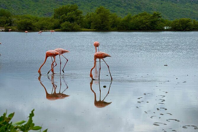 Exclusive 4 -Hour Private nature Tour: West Curacao's Best - FAQ
