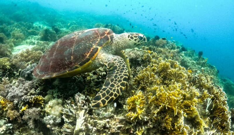 Exclusive 5 Secret Gilis: Snorkeling & Island Hopping - Gili Asahan: The Tropical Escape