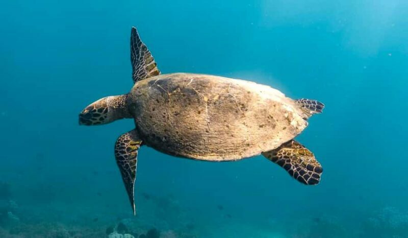 Exclusive 5 Secret Gilis: Snorkeling & Island Hopping - Gili Gede and Gili Goleng: The Lasting Impressions