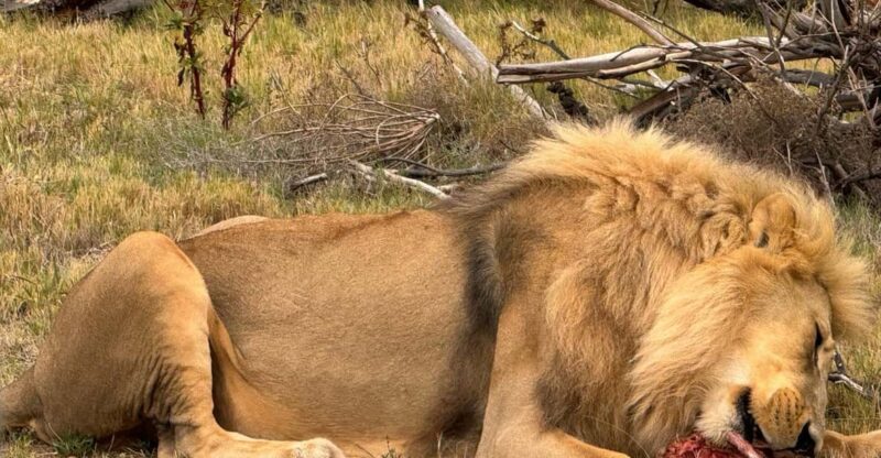 Exclusive Adventure: Witness Lion Feeding Up Close - Travel and Tour Guide