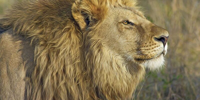 Exclusive Adventure: Witness Lion Feeding Up Close - Cancellation and Payment Policies