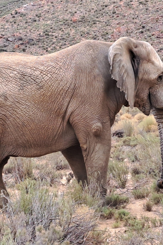 Exclusive African Big 5 Safari Adventure in Cape Town - Key Points