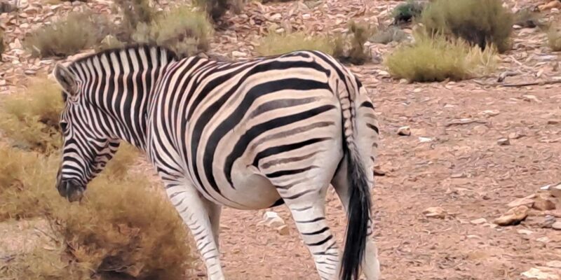 Exclusive African Big 5 Safari Adventure in Cape Town - Safari Overview