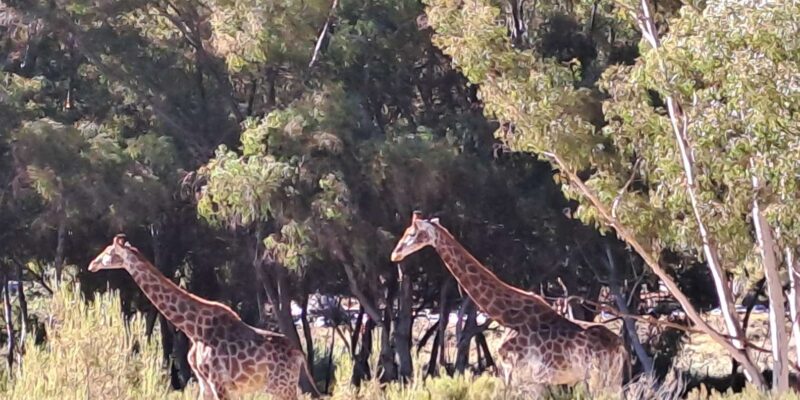 Exclusive African Big 5 Safari Adventure in Cape Town - Booking and Cancellation