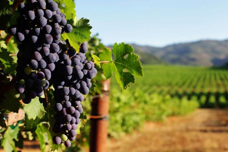 Exclusive Arrábida Wine and Food Tasting Tour - Included Services