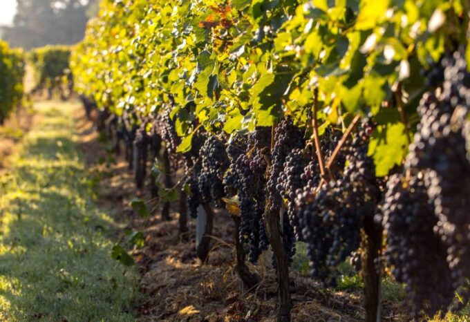 Exclusive Arrábida Wine and Food Tasting Tour - Additional Considerations