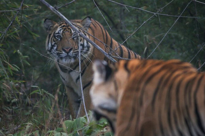 Exclusive Bandhavgarh Tiger Safari - Wildlife Conservation Efforts