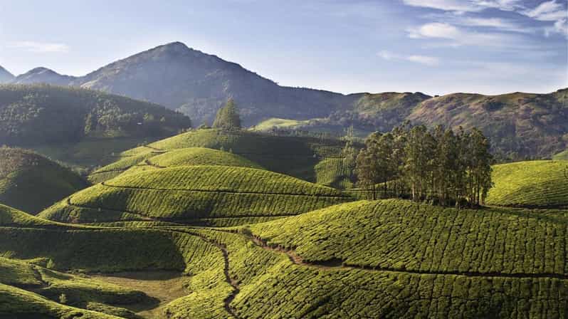 Exclusive, Cochin With Munnar Hill Station Tour (04 Days) - Key Points