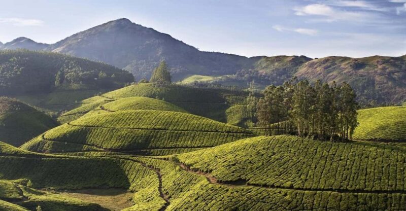 Exclusive, Cochin With Munnar Hill Station Tour (04 Days) - Munnar Sightseeing Highlights