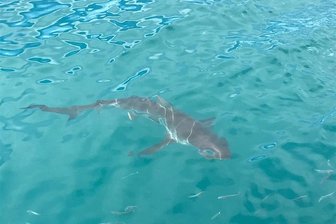 Exclusive Combination Tour : Cape Agulhas & Whale Watching - Inclusions and Exclusions