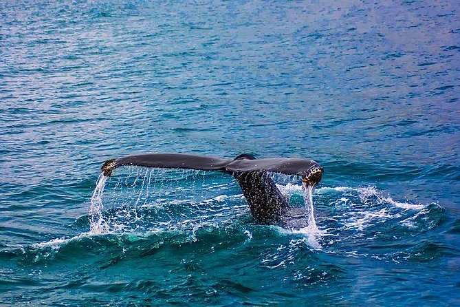 Exclusive Combination Tour : Cape Agulhas & Whale Watching - Booking and Cancellation