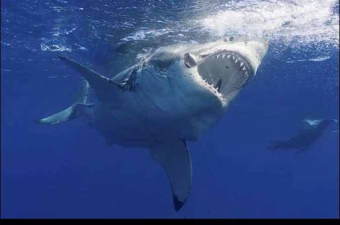 Exclusive Combination Tour : Cape Agulhas & Whale Watching - Where the Oceans Meet