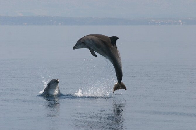 Exclusive Dolphin & Sunset Cruise With Dinner & Drinks From Pula - Dolphin and Sunset Viewing