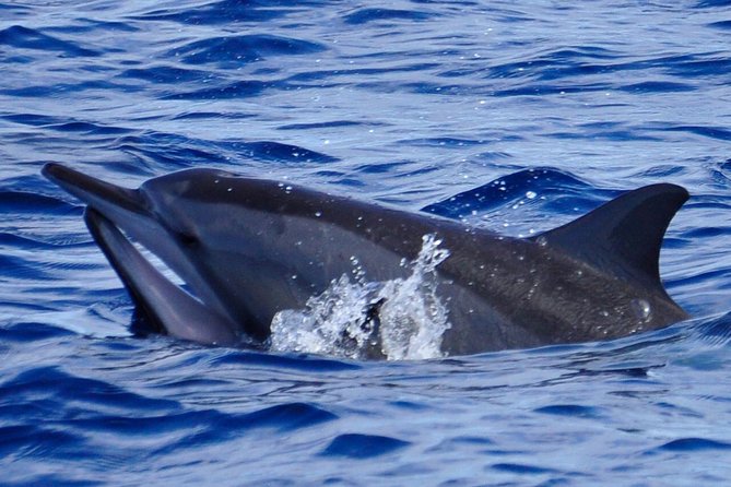 Exclusive Dolphins Encounter - Overview of the Experience