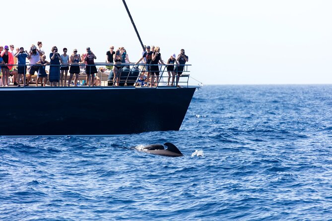 Exclusive Freebird Catamaran Whale & Dolphin to Masca From South - Booking Confirmation
