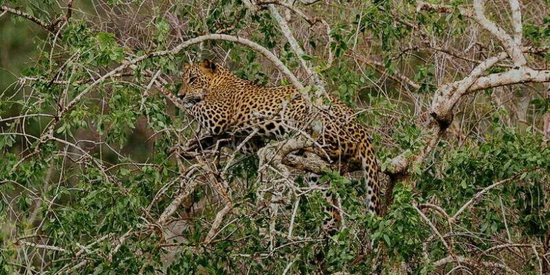 Exclusive : Full-Day Leopard Safari Yala With Picnic Lunch - Introduction