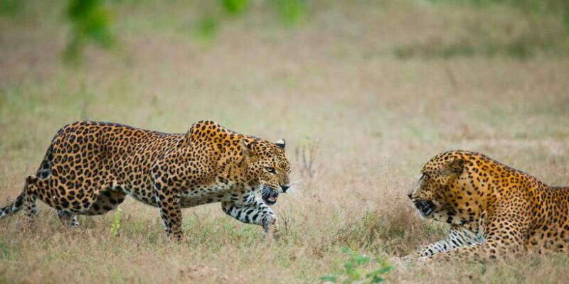 Exclusive : Full-Day Leopard Safari Yala With Picnic Lunch - The Real Value of This Tour