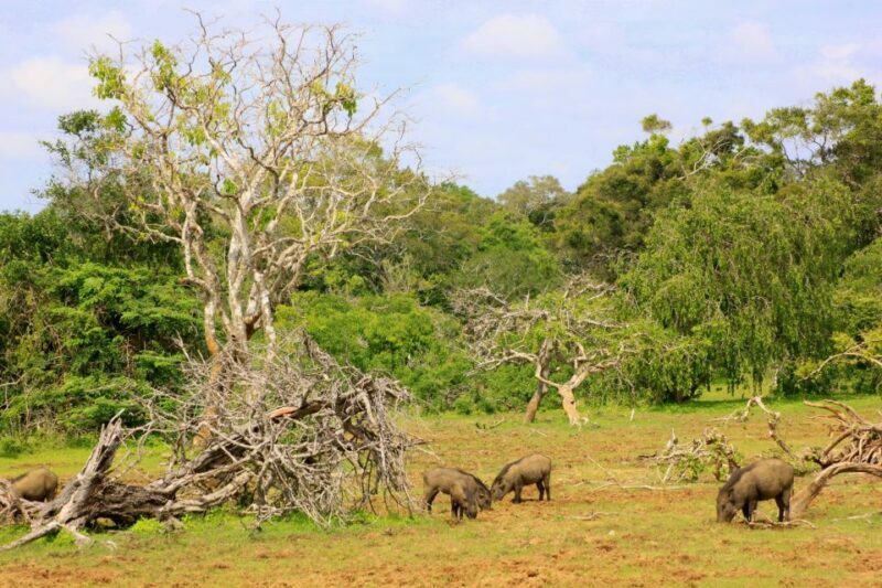 Exclusive : Full-Day Leopard Safari Yala With Picnic Lunch - The Sum Up