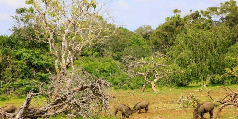 Exclusive : Full-Day Leopard Safari Yala With Picnic Lunch - FAQ