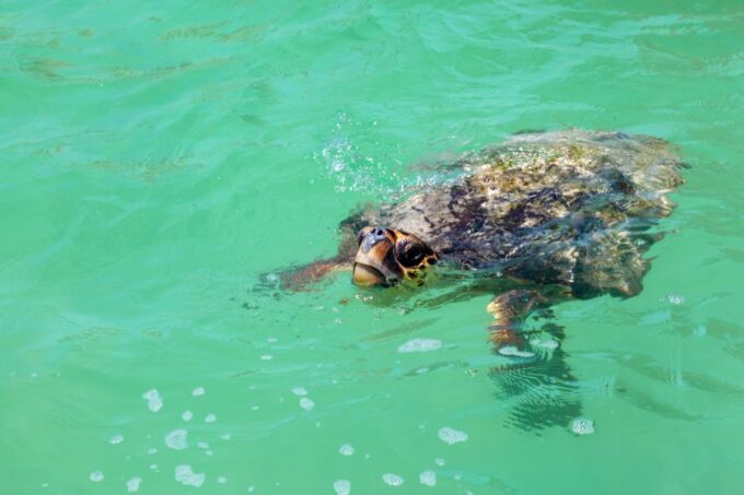Exclusive Full Day Nature Expedition in Sian Kaan - Frequently Asked Questions