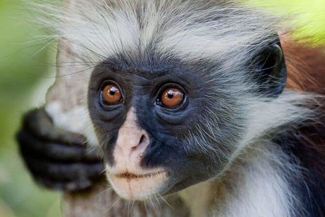 Exclusive Full-Day Zanzibar Adventure: Jozani Forest, Hidden Gems - Discovering Hidden Gems