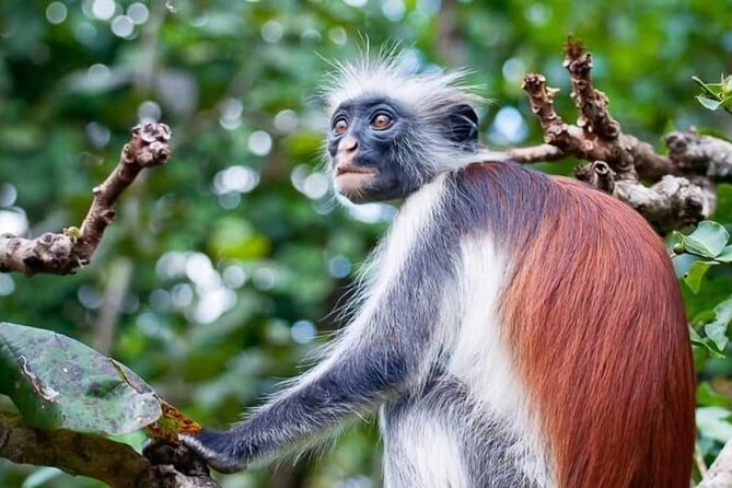 Exclusive Full-Day Zanzibar Adventure: Jozani Forest, Hidden Gems - Tips for Travelers