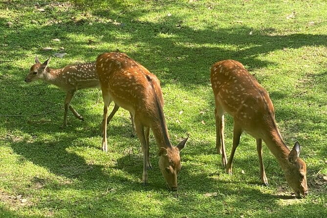 Exclusive Luxury Day Tours Serene Nara - Tour Customization