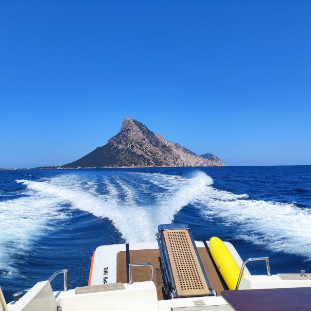 Exclusive Motor Boat Dolphins Watch - Key Points