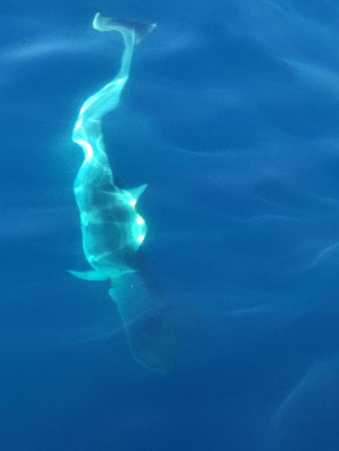 Exclusive Motor Boat Dolphins Watch - Language Availability