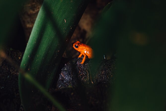 Exclusive Night Walk in La Fortuna and Natural Frog Garden . - Meeting and Pickup Information