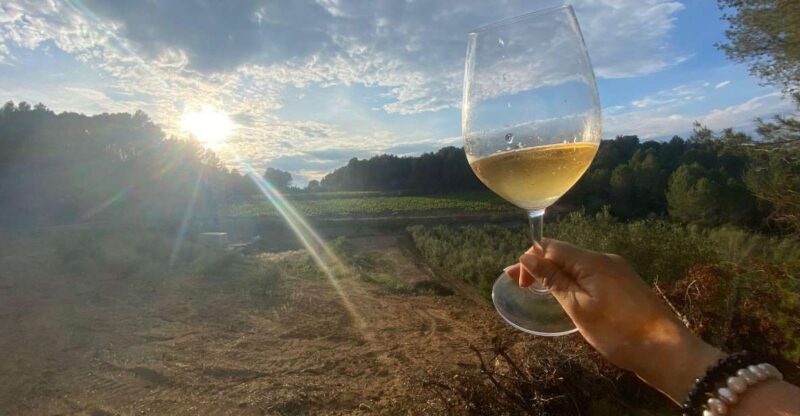 Exclusive Penedes Wine Tour & Brunch in the Vineyard - Logistics and Meeting Point
