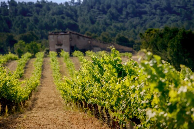 Exclusive Penedes Wine Tour & Brunch in the Vineyard - Winemakers Vineyard Walk