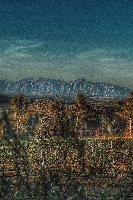 Exclusive Penedes Wine Tour & Brunch in the Vineyard - Cancellation Policy