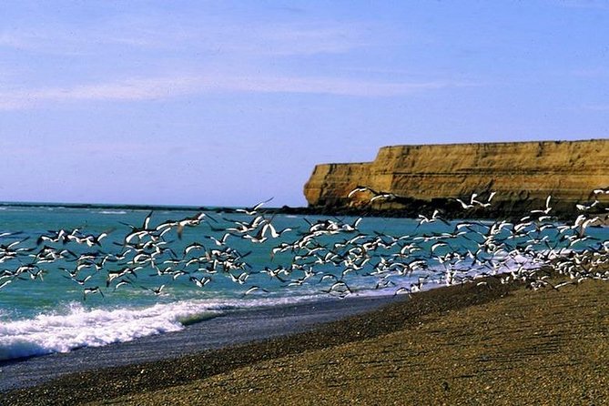 Exclusive Peninsula Valdes Nature & Wildlife With Entry Fee and Box Lunch - Caleta Valdes Viewing Experience