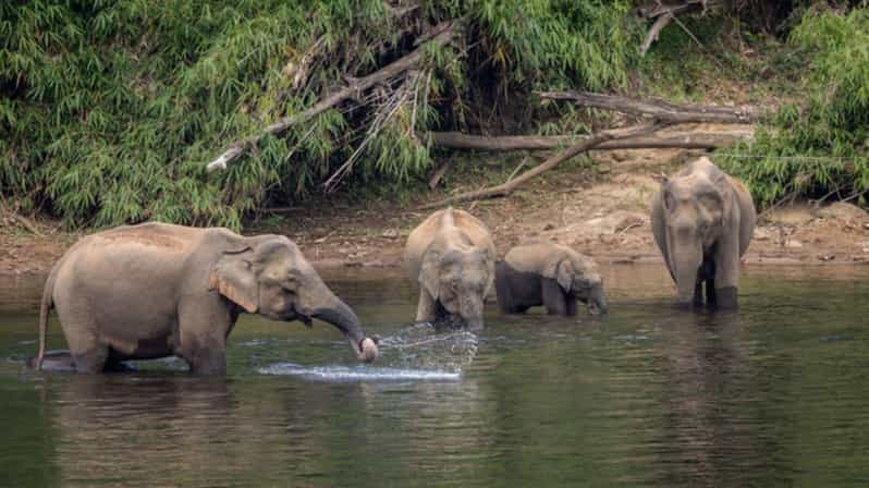 Exclusive Periyar Wildlife Sanctuary Tour(02 Nights/03 Days) - Key Points