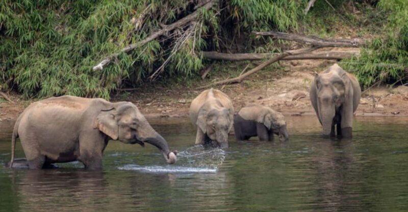 Exclusive Periyar Wildlife Sanctuary Tour(02 Nights/03 Days) - Periyar Wildlife Sanctuary Highlights