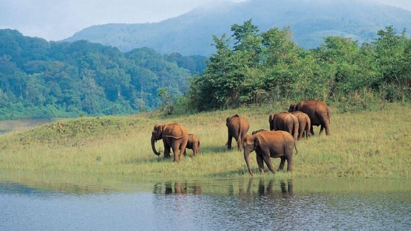Exclusive Periyar Wildlife Sanctuary Tour(02 Nights/03 Days) - Included and Excluded Services
