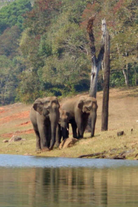 Exclusive Periyar Wildlife Sanctuary Tour(02 Nights/03 Days) - Activities and Experiences