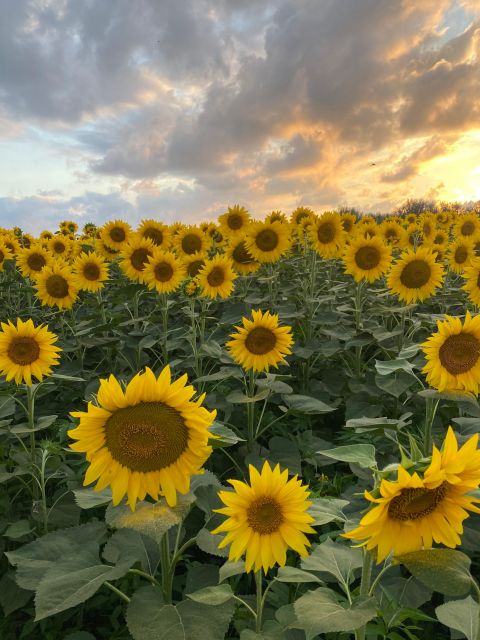 Exclusive Pisa Florence Tour and Wine Tasting From Livorno - Tour Duration and Pricing