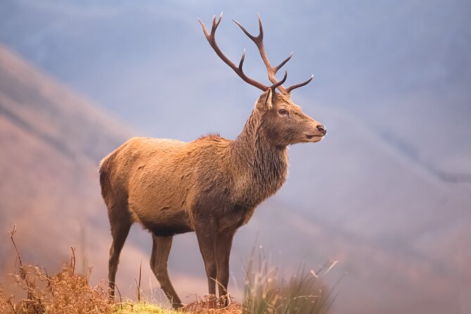 Exclusive & Private Oban and Glencoe Day Tour in Luxury Mercedes - Hassle-Free Booking and Confirmation Process