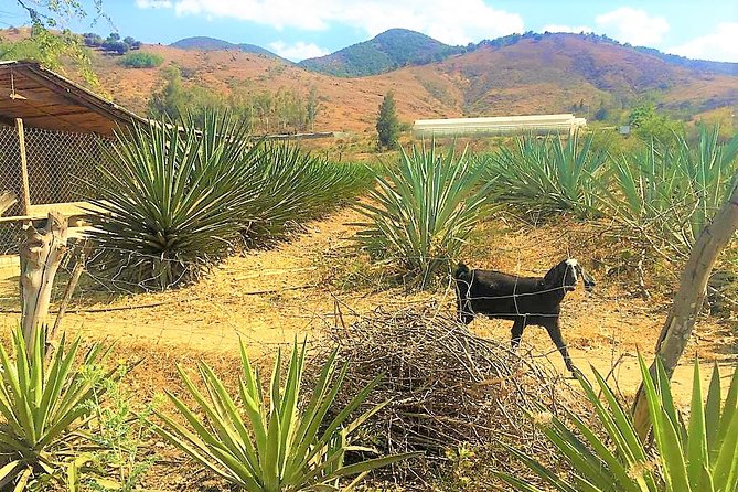 Exclusive Private Tour: Hierve El Agua With Hike, Mezcal & Gastronomy - Exceptional Customer Experiences and Positive Reviews