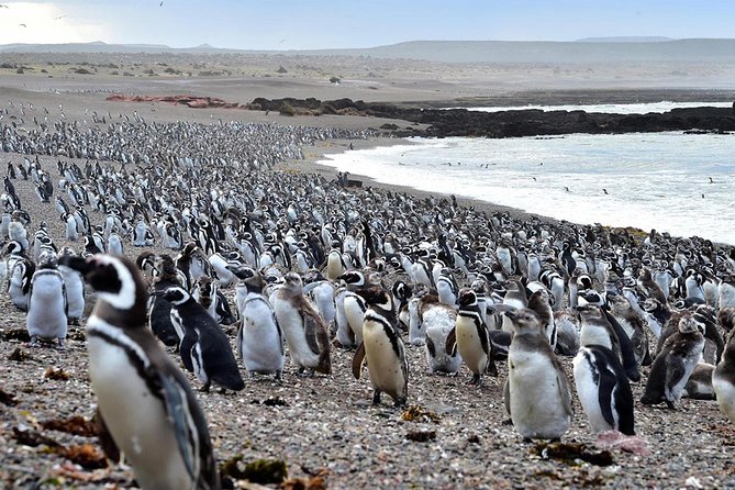 Exclusive Punta Tombo Penguin Rookery With Box Lunch and Entry Fee - Pickup and Timing Information