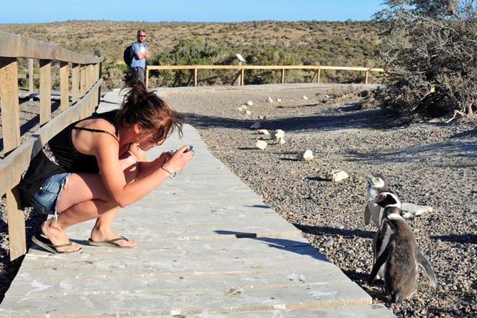 Exclusive Punta Tombo Penguin Rookery With Box Lunch and Entry Fee - Health and Accessibility Considerations