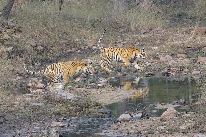 Exclusive Ranthambore Tiger Safari - Good To Know