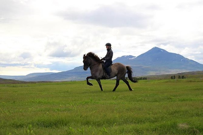 Exclusive Riding Program for Advanced Horse Riders - Give Me 5! - 2 to 3 Hours - Meeting and Pickup