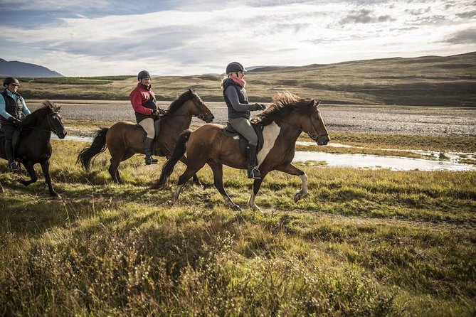 Exclusive Riding Program for Advanced Horse Riders - Give Me 5! - 2 to 3 Hours - Health and Safety