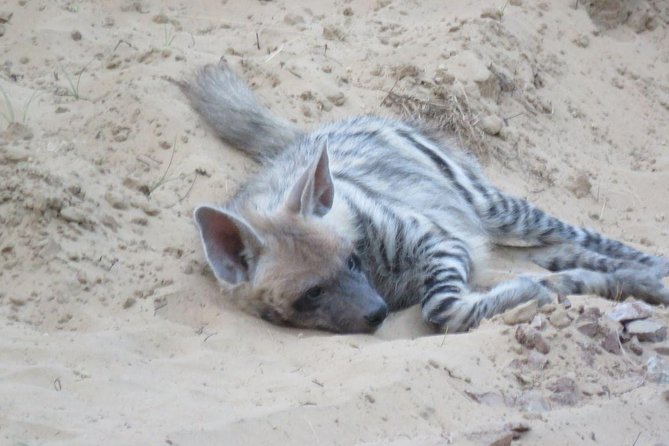 Exclusive Safari at Jhalana Leopard Park Including Transfers - Wildlife and Safari Details