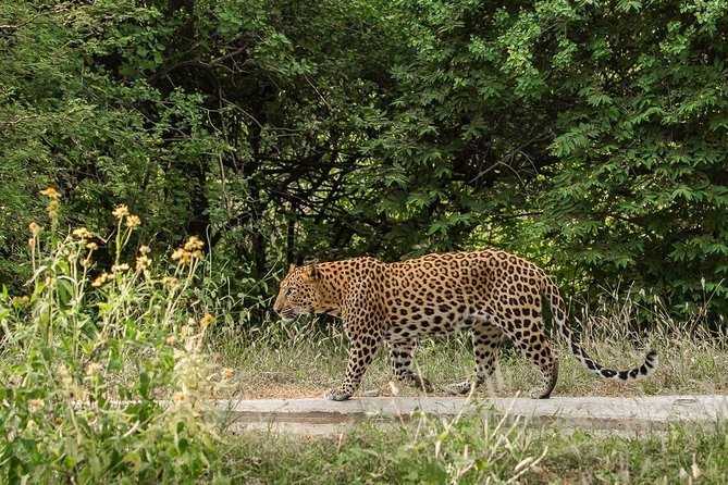 Exclusive Safari at Jhalana Leopard Park Including Transfers - Participant Guidelines